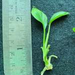 Tissue Culture Plants in USA