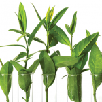 Tissue Culture Plants in USA