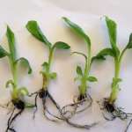 Tissue culture plants in USA